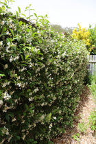 TRACHELOSPERMUM JASMINOIDES - STAR JASMINE - Sydney's Plant Market