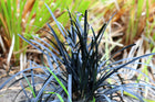 OPHIOPOGON PLANISCAPUS 'NIGRESCENS' - BLACK MONDO - Sydney's Plant Market