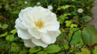 ICEBERG ROSE - WHITE STANDARD 3FT - Sydney's Plant Market