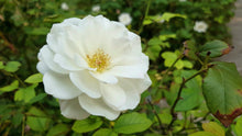 Load image into Gallery viewer, Standard White Iceberg Rose
