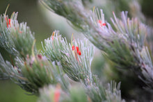 Load image into Gallery viewer, Adenanthos Sericeus Silver Streak (woolly bush) - platinum
