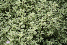 Load image into Gallery viewer, Pittosporum Eugenioides - Variegated
