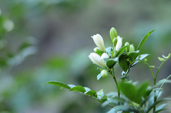 MURRAYA PANICULATA 'ORANGE JESSAMINE' - Sydney's Plant Market