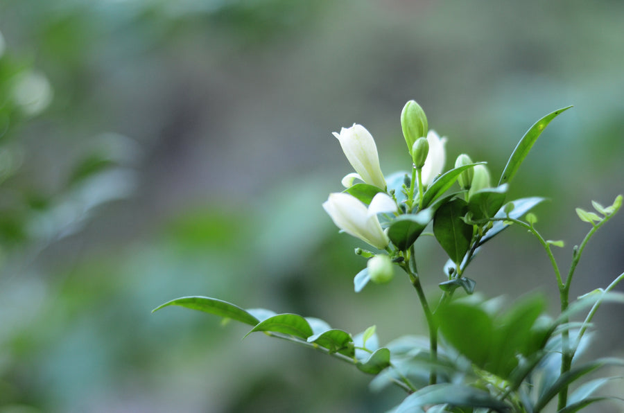 MURRAYA PANICULATA 'ORANGE JESSAMINE' - Sydney's Plant Market