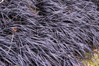 OPHIOPOGON PLANISCAPUS 'NIGRESCENS' - BLACK MONDO - Sydney's Plant Market