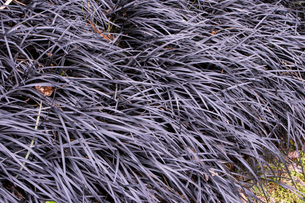 OPHIOPOGON PLANISCAPUS 'NIGRESCENS' - BLACK MONDO - Sydney's Plant Market