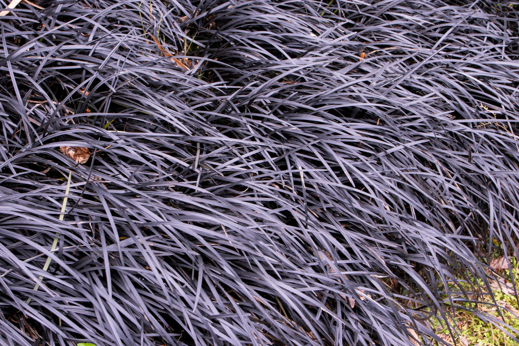 OPHIOPOGON PLANISCAPUS 'NIGRESCENS' - BLACK MONDO