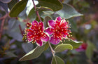 ACCA SELLOWIANA (PINEAPPLE GUAVA FEIJOA) - Sydney's Plant Market