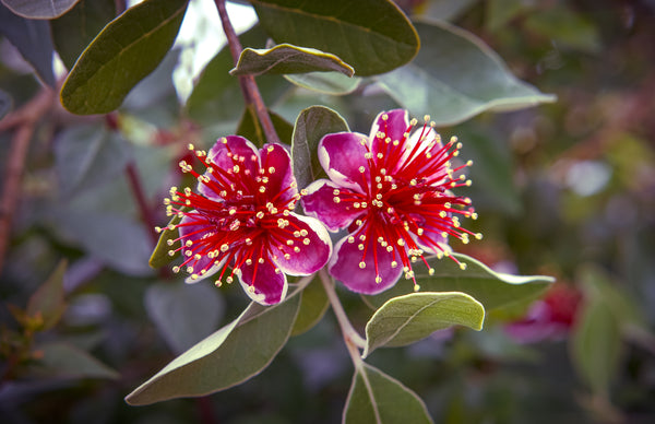 ACCA SELLOWIANA (PINEAPPLE GUAVA FEIJOA) - Sydney's Plant Market