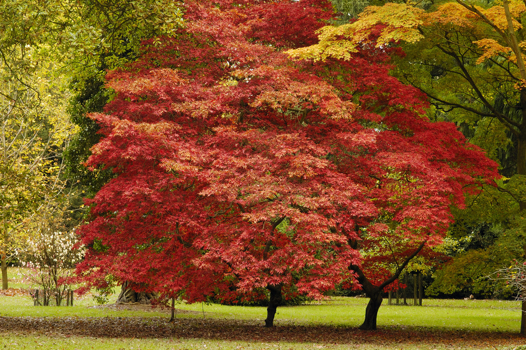 Acer palmatum (Japanese Maple)