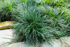 OPHIOPOGON JAPONICUS - DWARF MONDO GRASS - Sydney's Plant Market