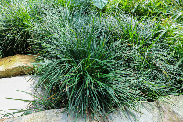 OPHIOPOGON JAPONICUS - DWARF MONDO GRASS - Sydney's Plant Market