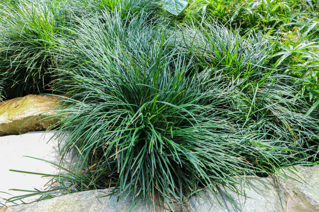 Ophiopogon japonicus - Dwarf Mondo Grass