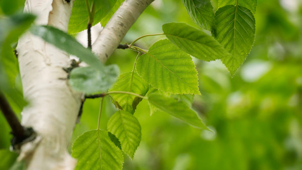Silver Birch - Betula pendula Sydney's Plant Market