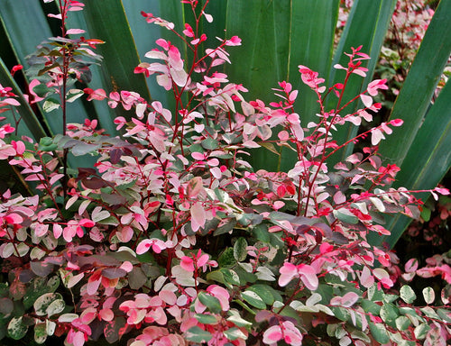 Breynia nivosa rosea - Snow Bush Sydney's Plant Market