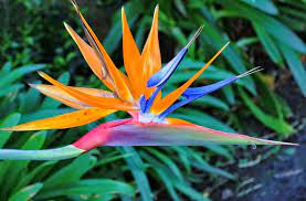 STRELITZIA REGINAE - BIRD OF PARADISE Sydney's Plant Market