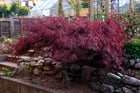 Acer palmatum - Dissectum Atropurpureum(Weeping Japanese Maple) - Sydney's Plant Market
