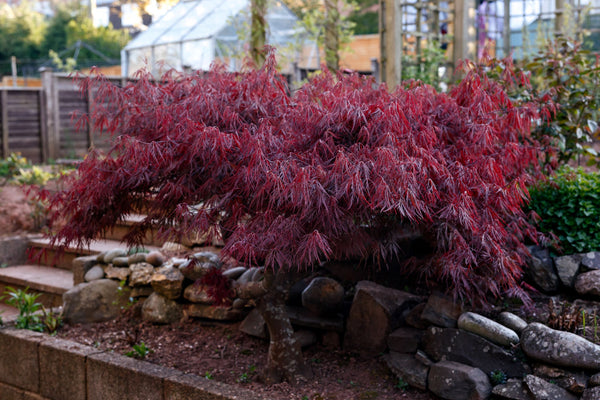 Acer palmatum - Dissectum Atropurpureum(Weeping Japanese Maple) - Sydney's Plant Market