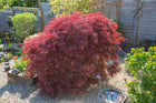 Acer palmatum - Dissectum Atropurpureum(Weeping Japanese Maple) - Sydney's Plant Market