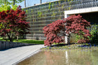 Acer palmatum - Dissectum Atropurpureum(Weeping Japanese Maple) - Sydney's Plant Market