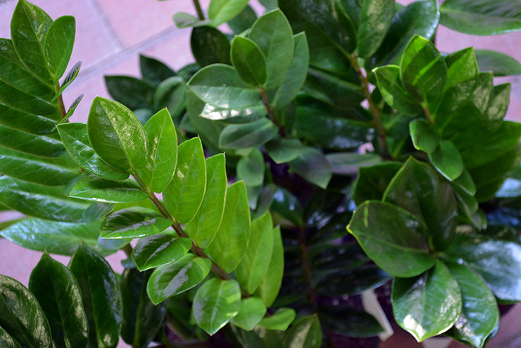 Zamioculcas Zasmiifolia Zanzibar Gem